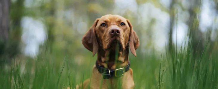 Dog in the grass looking ahead