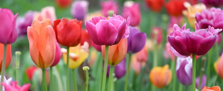 Spring flowers
